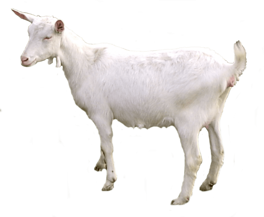Free Png Goat Png Images Transparent - Cabra Png (851x702), Png Download