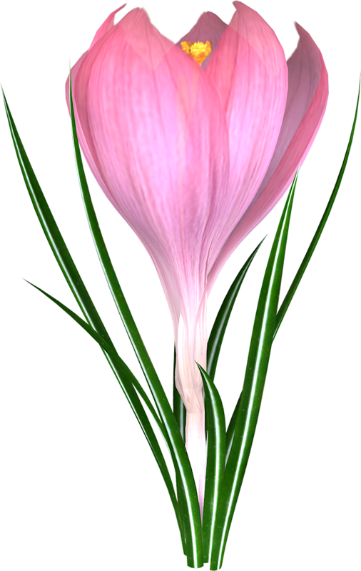 Фотки Potted Flowers, Flower Pots, Art Flowers, Flower - Flower (506x800), Png Download