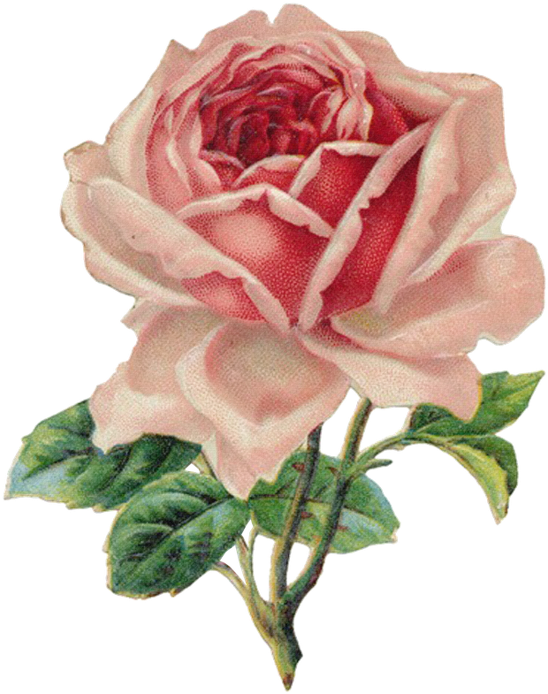 Sweetly Scrapped 's Free Printables,digi's And Clip - Vintage Rose (638x800), Png Download
