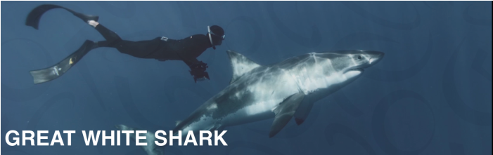 Featured - Great White Shark (700x462), Png Download