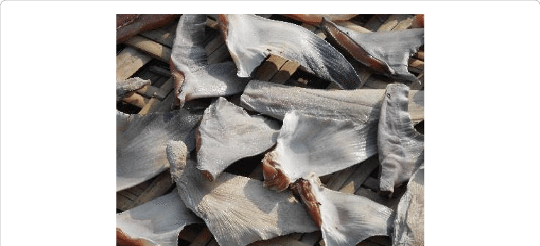 Dried Shark Fin - Fishery (761x347), Png Download