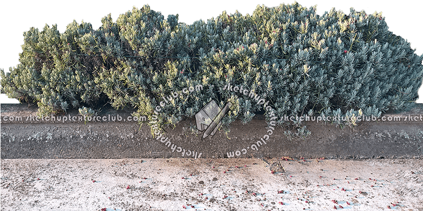 Hedge (825x433), Png Download