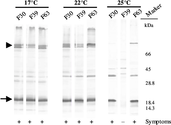 The Arrowhead Indicates The 83 Kda Readthrough Protein, - Number (652x441), Png Download