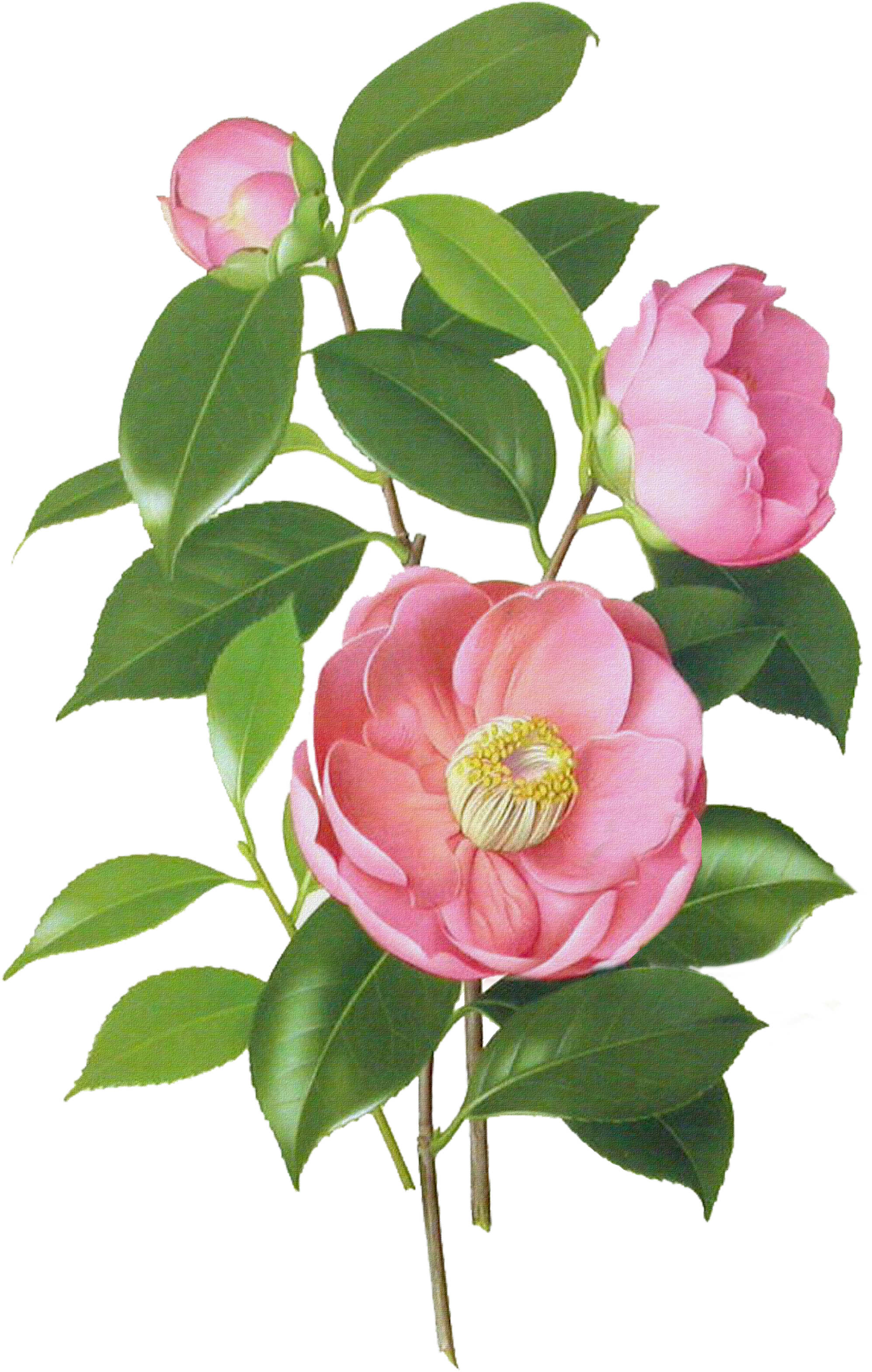 Jpg Freeuse Download Camellia Drawing - Blossom Jeju 2 Step Petal Mask (2093x3307), Png Download