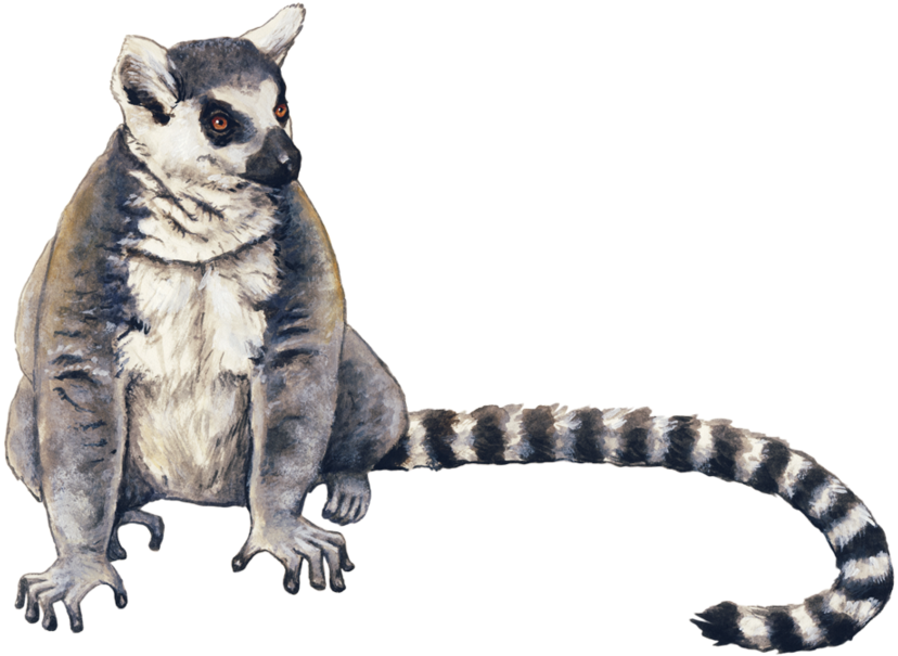 Ring Tailed Lemur Drawing (900x658), Png Download