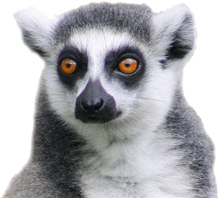Лемур Png (457x447), Png Download