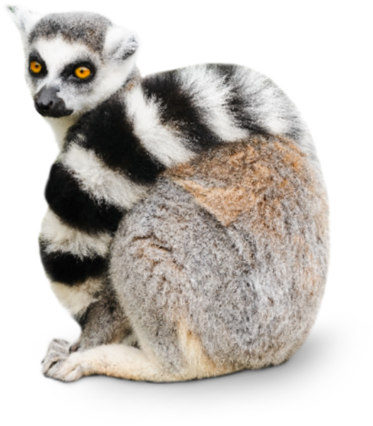 Cute Lemur White Background (525x600), Png Download