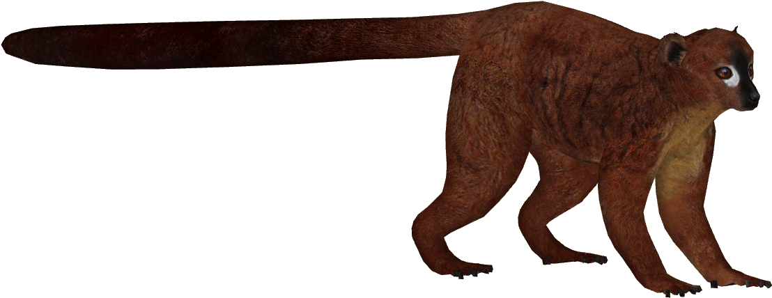 Red-bellied Lemur - Red Bellied Lemur Transparent (1107x1107), Png Download