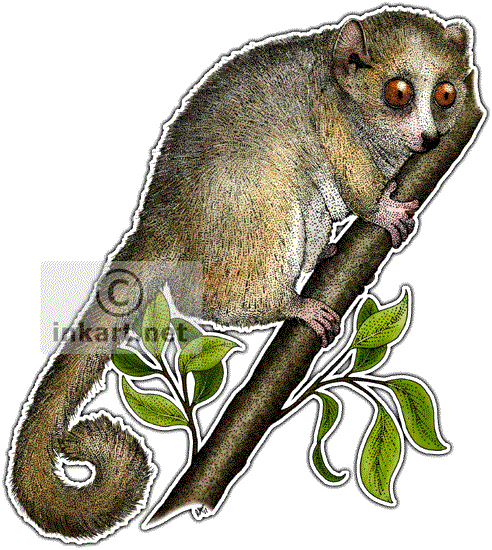 Gray Mouse Lemur Decal - Gray Mouse Lemur Drawing (492x550), Png Download