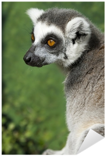 Portrait Of A Madagascar Ring Tailed Lemur Sticker - Ring-tailed Lemur (400x400), Png Download