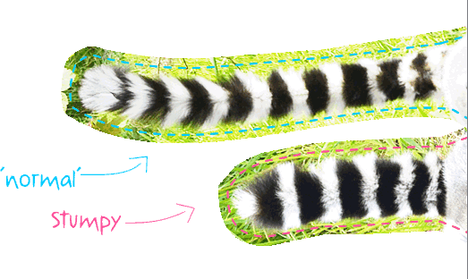 Ring Tailed Lemur Adoption Profile - Ring-tailed Lemur (523x312), Png Download
