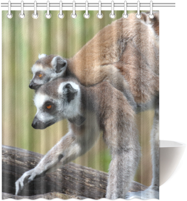 Ring-tailed Lemur Catta Katta Mother And Baby Shower - 60"(width) X 72"(height) Stylish Fruit Watermelon Decorative (500x500), Png Download