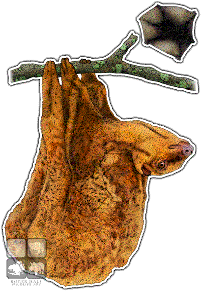 Philippine Flying Lemur Decal - Philippine Flying Lemur Png (409x590), Png Download