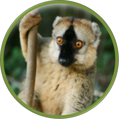 Redfronted Lemur - Red Fronted Lemur (385x385), Png Download