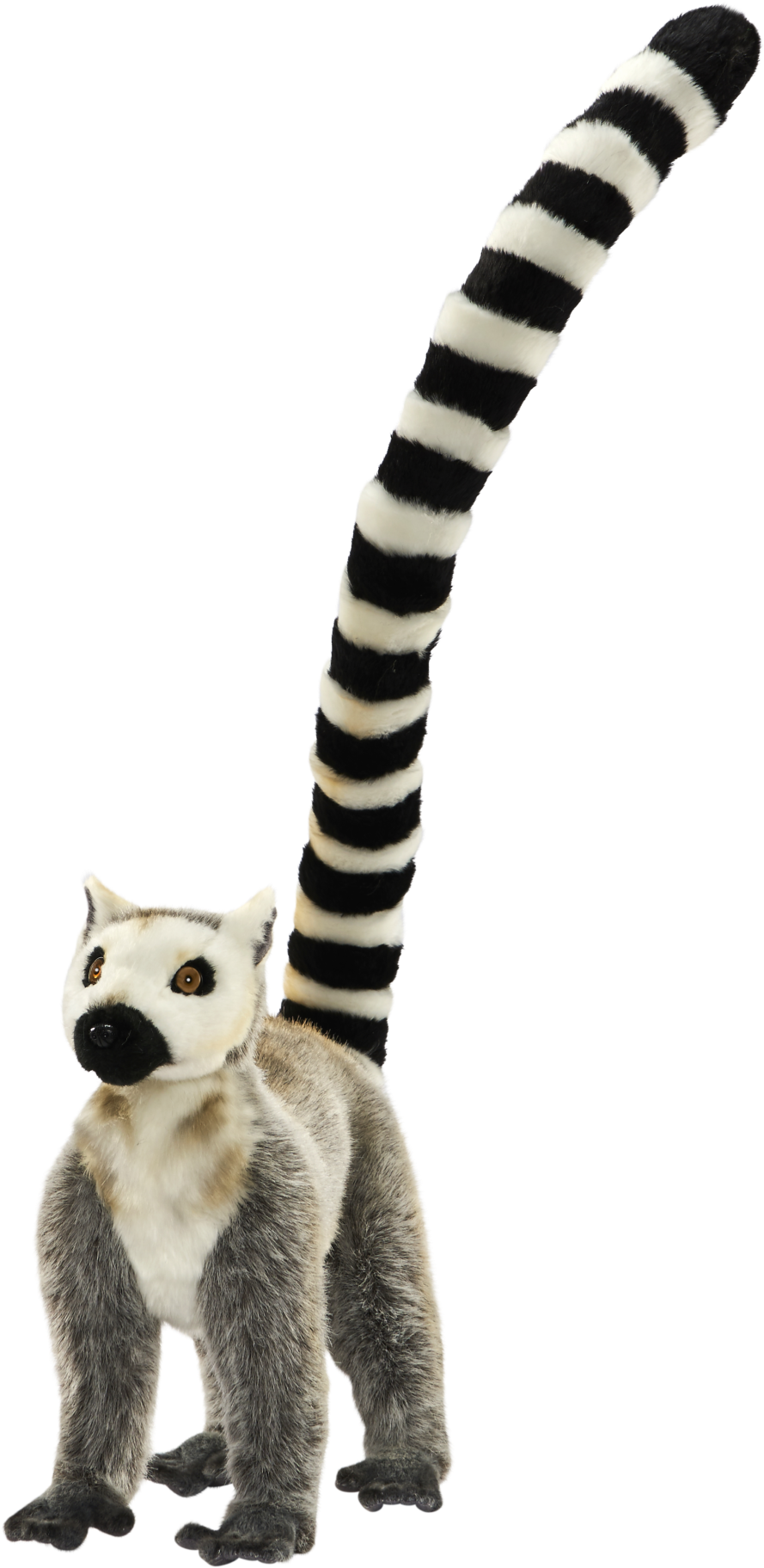 Lemur Tail Png - Procyon (1207x2048), Png Download