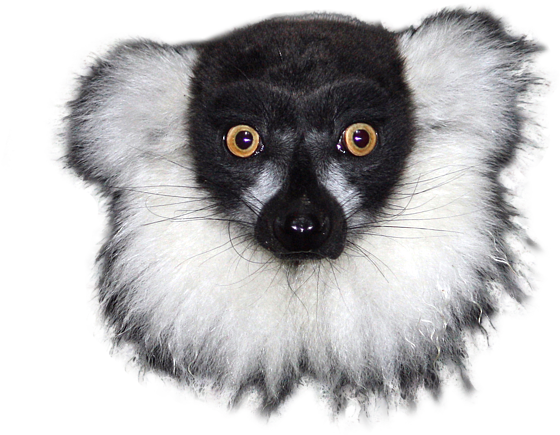Bleed Area May Not Be Visible - Lemur With No Background (600x600), Png Download