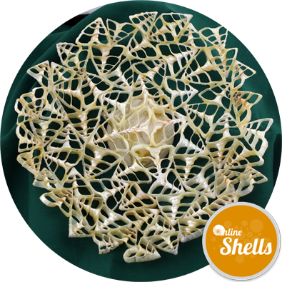 Lace Pearl Troca Dish - Seashell (395x395), Png Download