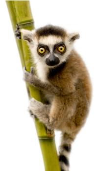 Lemur - Lemur Ring Tailed White Background (347x346), Png Download