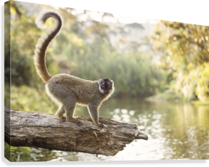Lemur In His Natural Habitat, Madagascar Canvas Print - Lemurs (429x344), Png Download