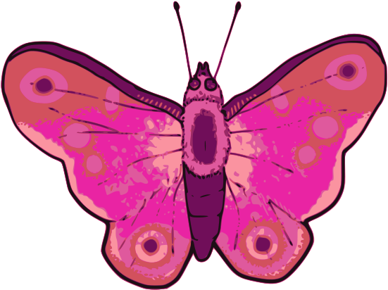 Butterfly - Clip Art (800x655), Png Download