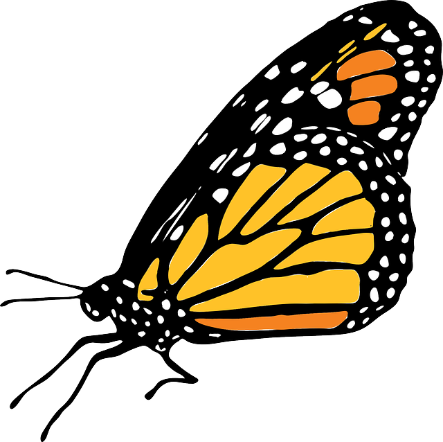 Monarch Butterfly Clipart Monarca - Imagenes De Mariposas Monarcas Png (640x638), Png Download