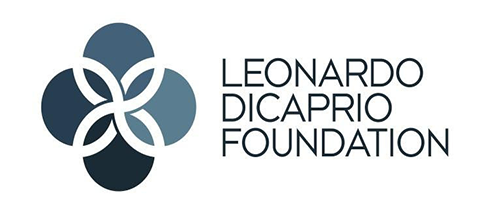 Post Navigation - Leonardo Dicaprio Foundation (600x500), Png Download