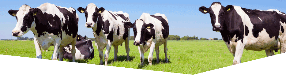 Contact Form - Novel Dairy Processing Technologies: Techniques, Management, (934x245), Png Download