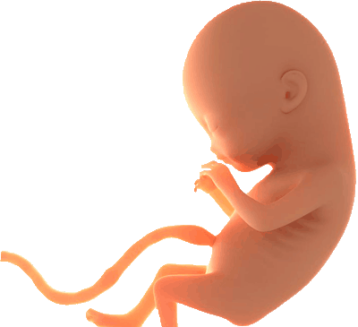Antenatal Care - Baby In Womb Transparent (400x365), Png Download