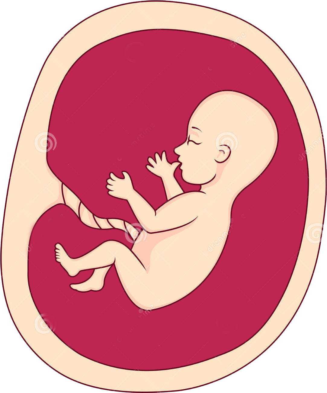 Fetus Uterus Pregnancy Clip Art - Un Dibujo Sobre El Aborto (1172x1300), Png Download
