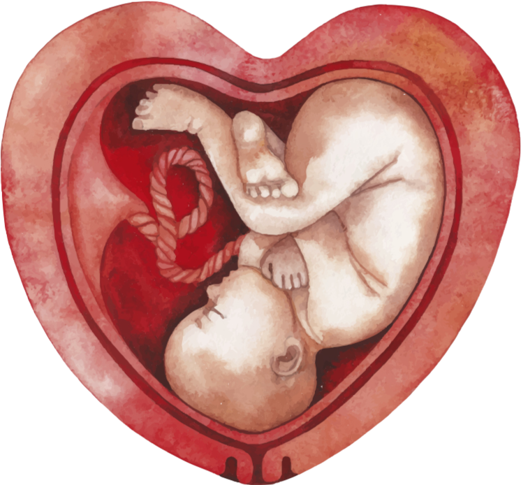 Fetus Png (746x694), Png Download