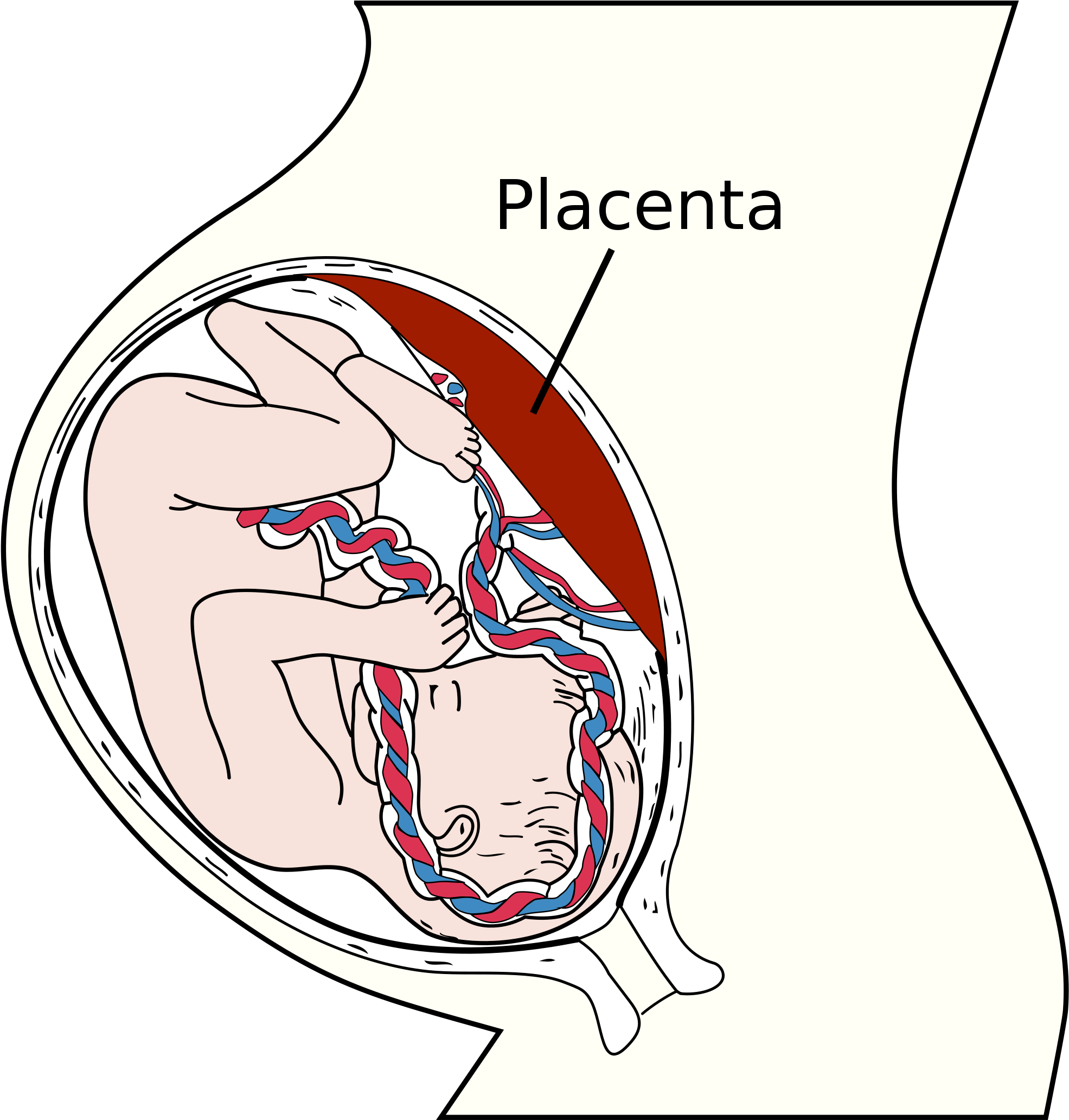 Do Babies Breathe In The Womb - Placenta Posterior Grade 1 Maturity Means (2000x2063), Png Download