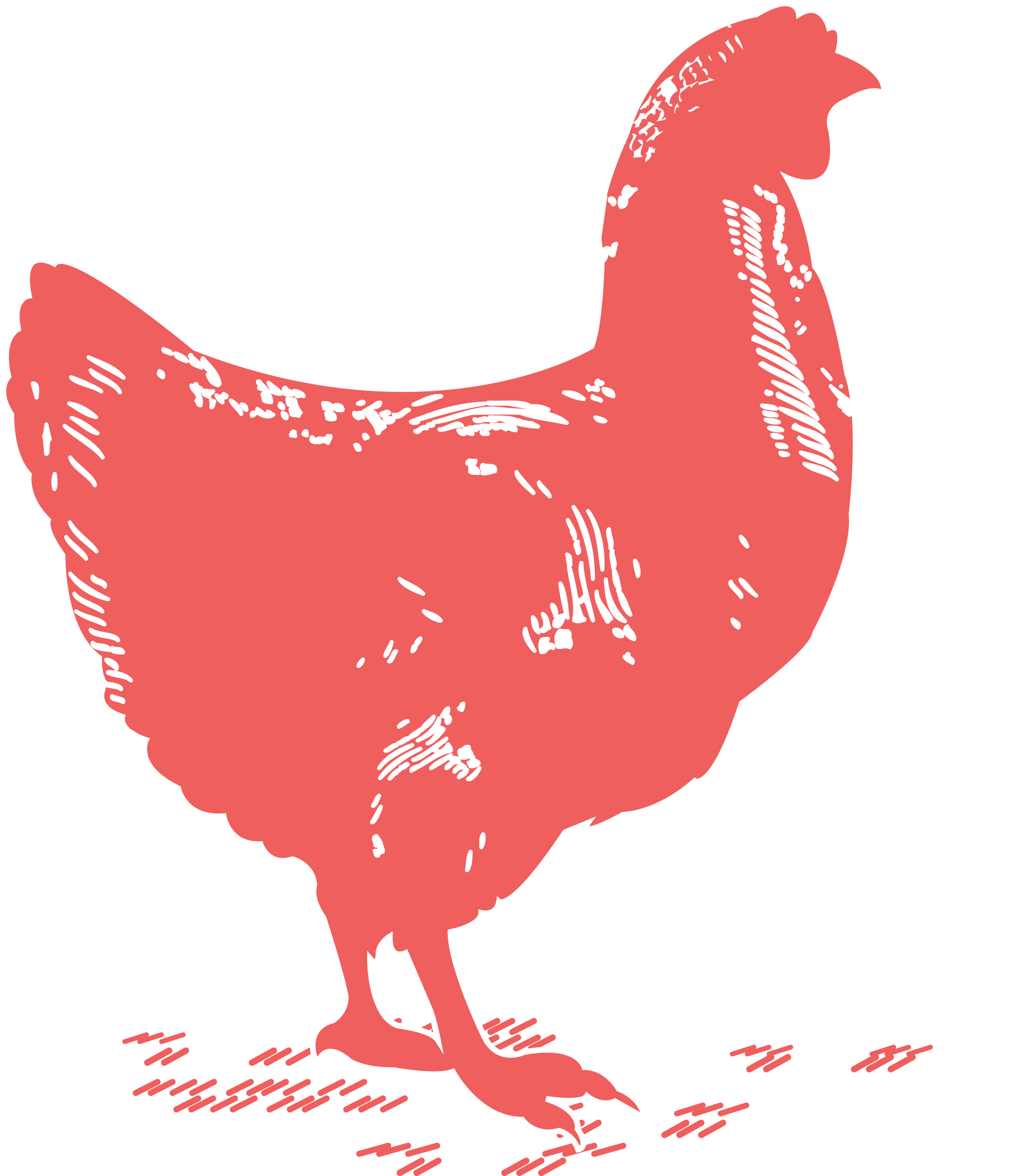 Chicken Breast - Rooster (3300x2550), Png Download