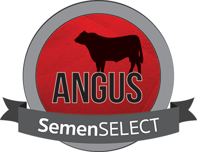 Angus Semenselect - Angus Cattle (400x308), Png Download