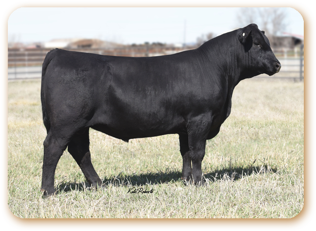 Tour Of Duty - Cattle (701x519), Png Download