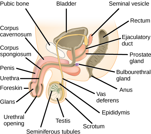 Figure 43 03 - Human Biology Diagram Of A Penis (488x433), Png Download