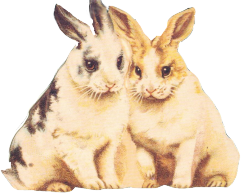 Rabbit Clipart Fur - Clipart Bunnies (900x661), Png Download