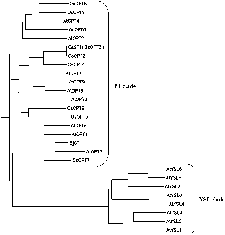 Phylogenetic Tree Illustrating The Ysl And Pt Clades - Diagram (718x749), Png Download