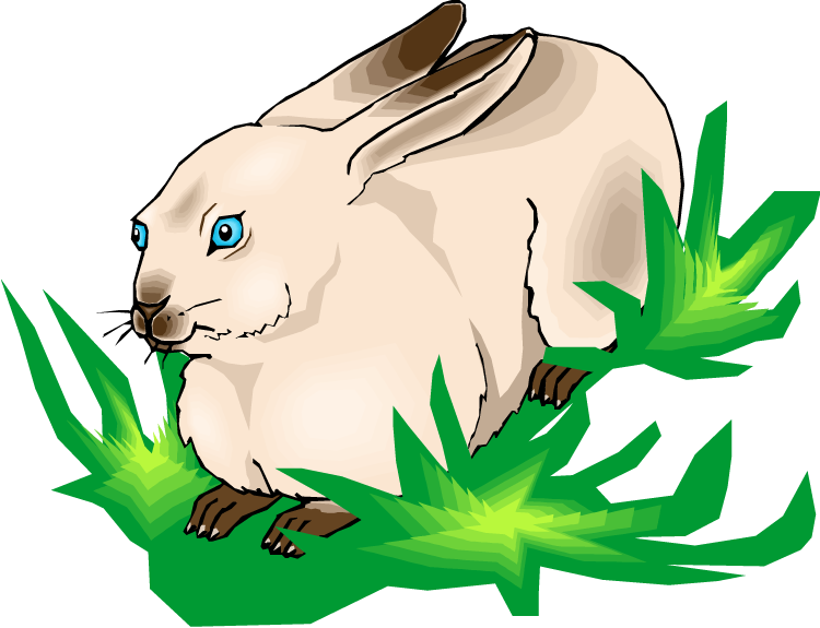 Cottontail Bunny Clipart - Clip Art (750x575), Png Download