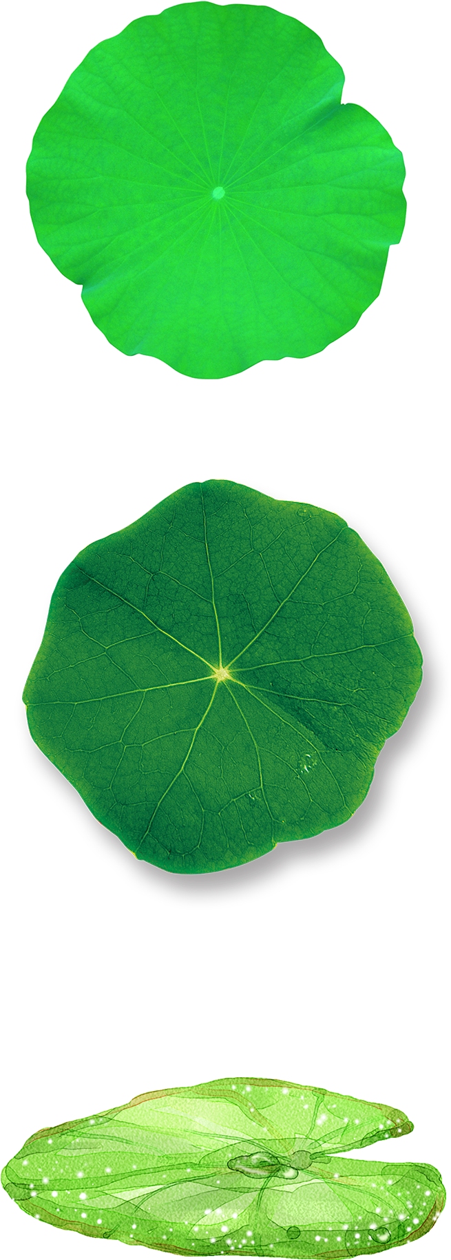Green Lotus Leaf Decoration Vector - Spanish Cherry (1919x2238), Png Download