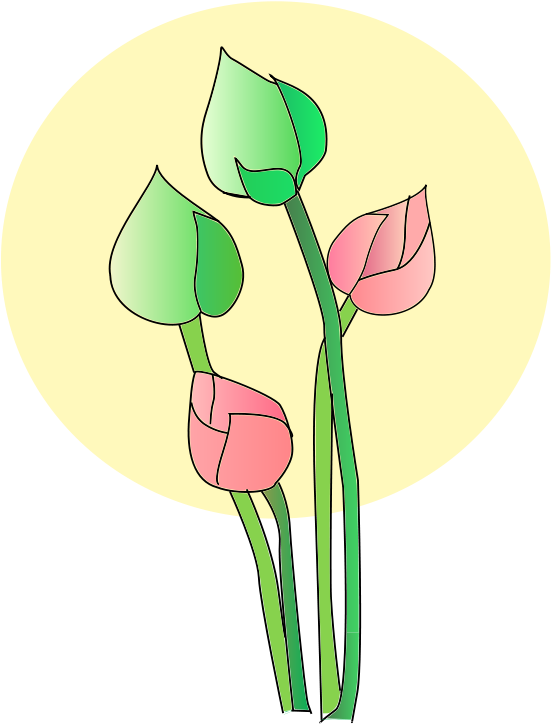 Free Vector Lotus - Vector Graphics (800x800), Png Download