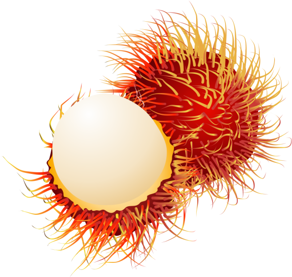 Fruit Drawing Clipart Ranbutan, Fruit Logo, Set Clipart, - Rambutan Clipart (640x640), Png Download