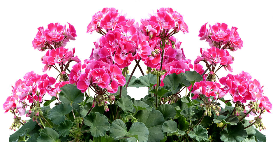 Geranium, Balkonblumen, Summer, Balcony Plant, Flower - Cafepress ! Samsung Galaxy S8 Plus Case (960x711), Png Download