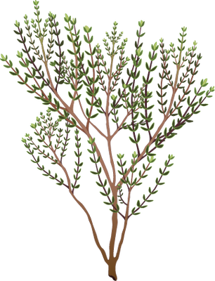 Rosemary Clipart - Thyme Clipart (306x400), Png Download
