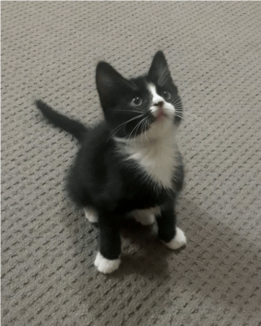 Photo Of Bob The Builder - Kitten (638x638), Png Download