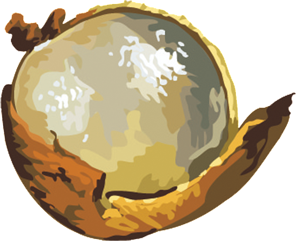 Este Diseño De Producto Es Png De La Fruta Floral Pintado - Longan (1024x1024), Png Download