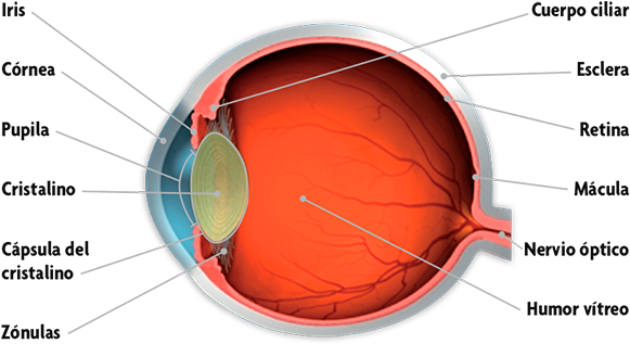 El Ojo Humano Y Sus Partes - Partes Del Ojo Interno (600x355), Png Download