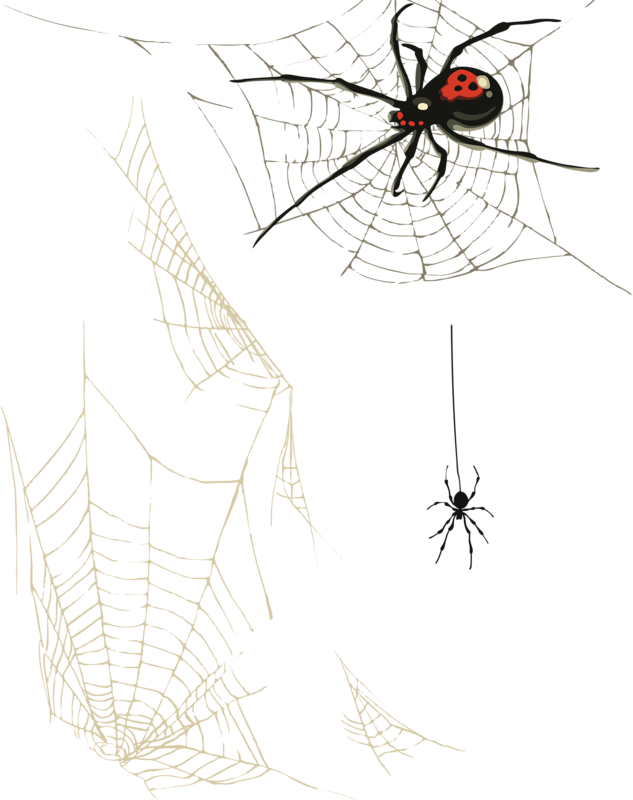 Web Clip Art Transprent - Toile D Araignée Png (633x800), Png Download