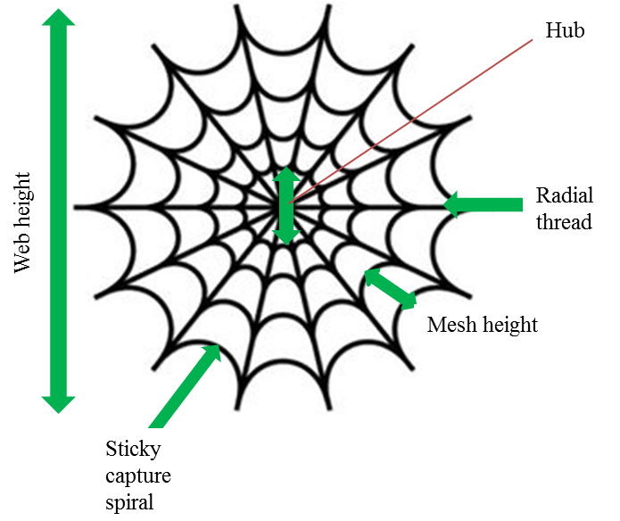 Web-diagram - Spiderman Spider Web Clipart (694x592), Png Download