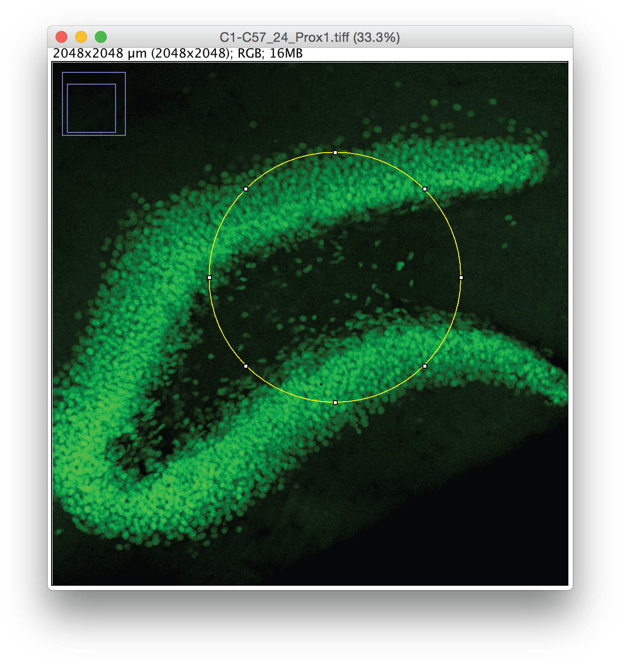 Drawing Roi Photoshop-15 - Drawing (1293x1371), Png Download
