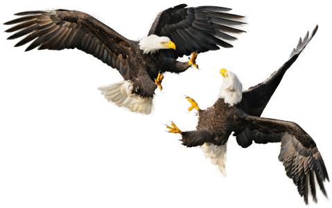 Bald Eagle - 4th Of July Eagle Png (500x337), Png Download